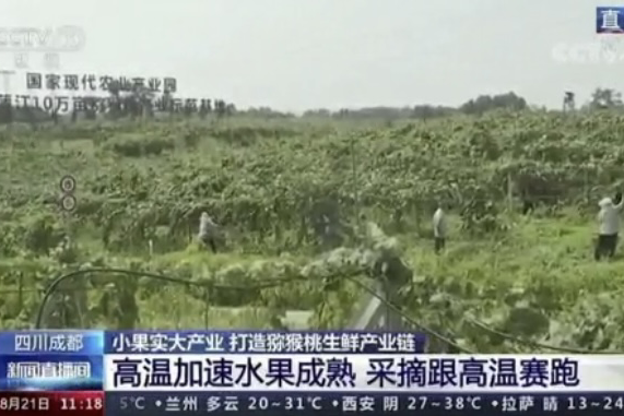 央視新聞中的天然蕓苔素、生物農(nóng)藥助力綠色農(nóng)業(yè)、品牌農(nóng)產(chǎn)品更有價(jià)值