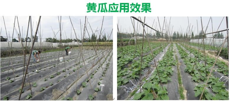 氨基寡糖素 - 植物的免疫衛(wèi)士，根結(jié)線蟲的克星