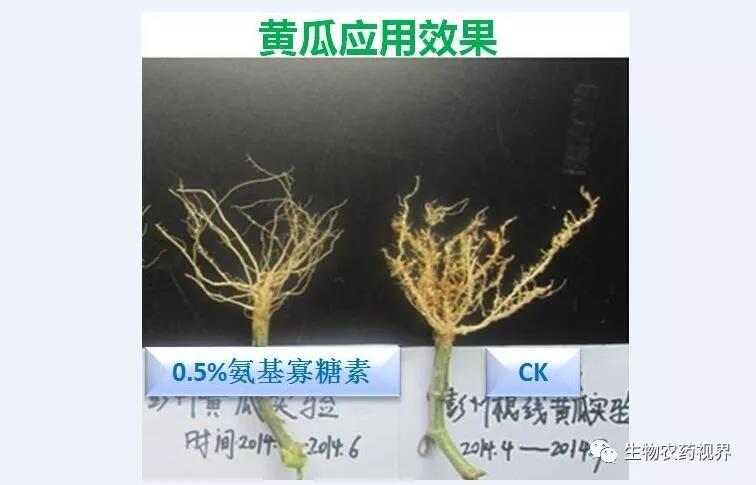 氨基寡糖素 - 植物的免疫衛(wèi)士，根結(jié)線蟲的克星