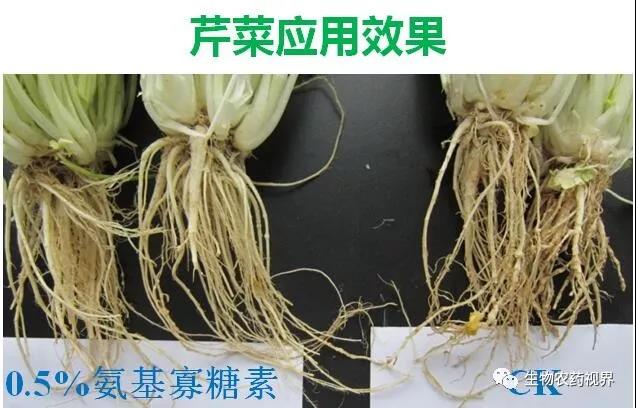 氨基寡糖素 - 植物的免疫衛(wèi)士，根結(jié)線蟲的克星