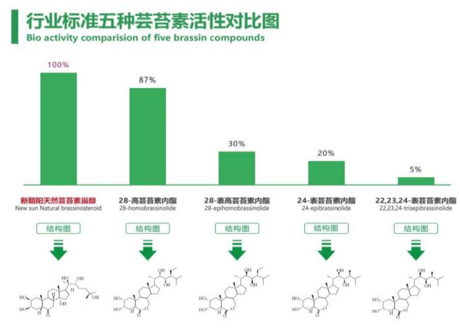 小麥拌種選新朝陽天然蕓苔素，讓小麥高產(chǎn)贏在起跑線上?。ㄐ←溤谑裁磿r候用蕓苔素效果最佳）