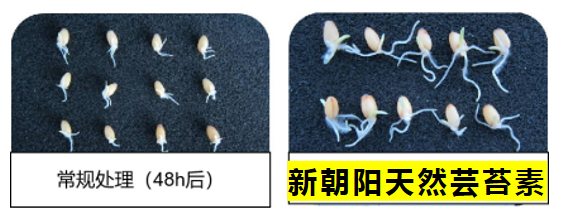 小麥拌種選新朝陽天然蕓苔素，讓小麥高產(chǎn)贏在起跑線上?。ㄐ←溤谑裁磿r候用蕓苔素效果最佳）