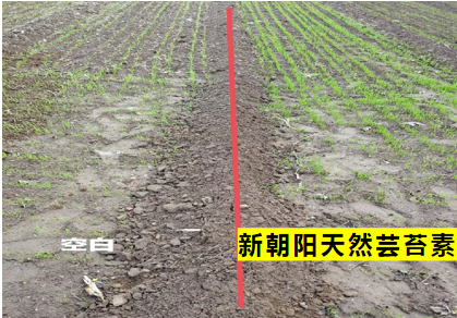 小麥拌種選新朝陽天然蕓苔素，讓小麥高產(chǎn)贏在起跑線上?。ㄐ←溤谑裁磿r候用蕓苔素效果最佳）